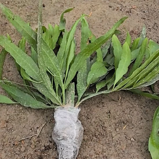 小叶昙花。。。。。。。。。。