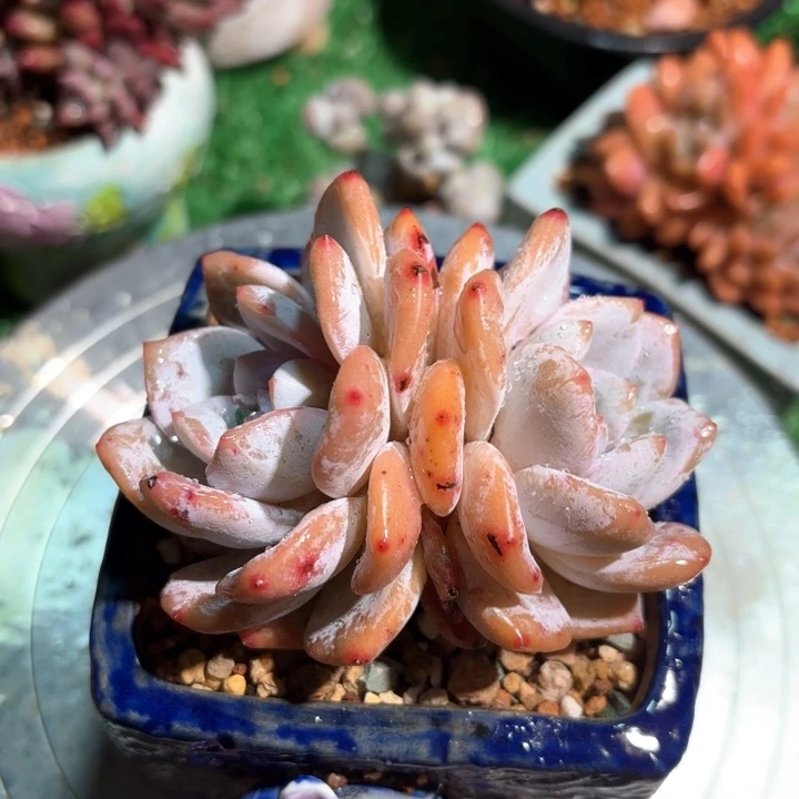奶盖多肉老桩一颗