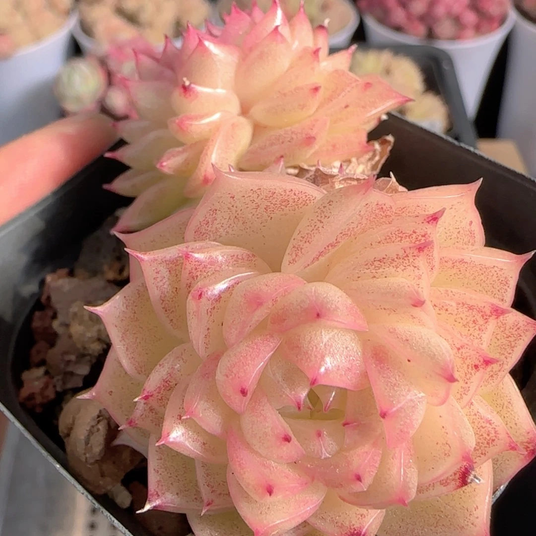 多肉1229-305麦秆