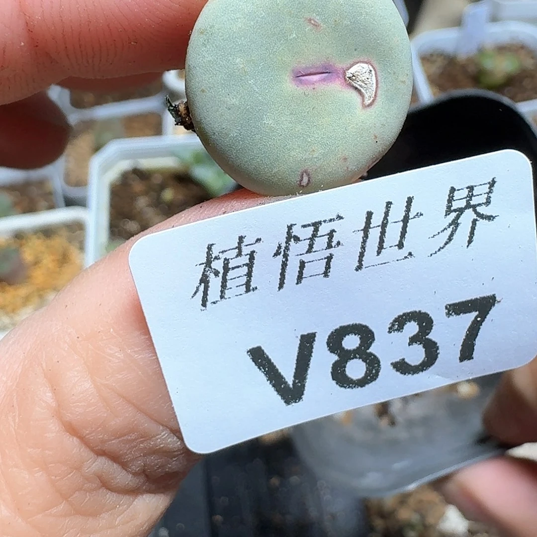 837盒多肉植物哇cv