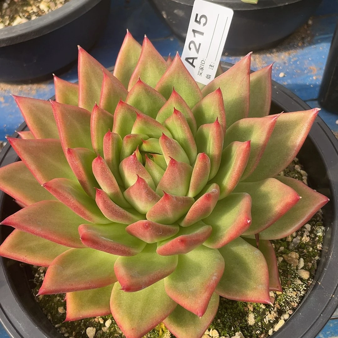 若如东云筐拍A215