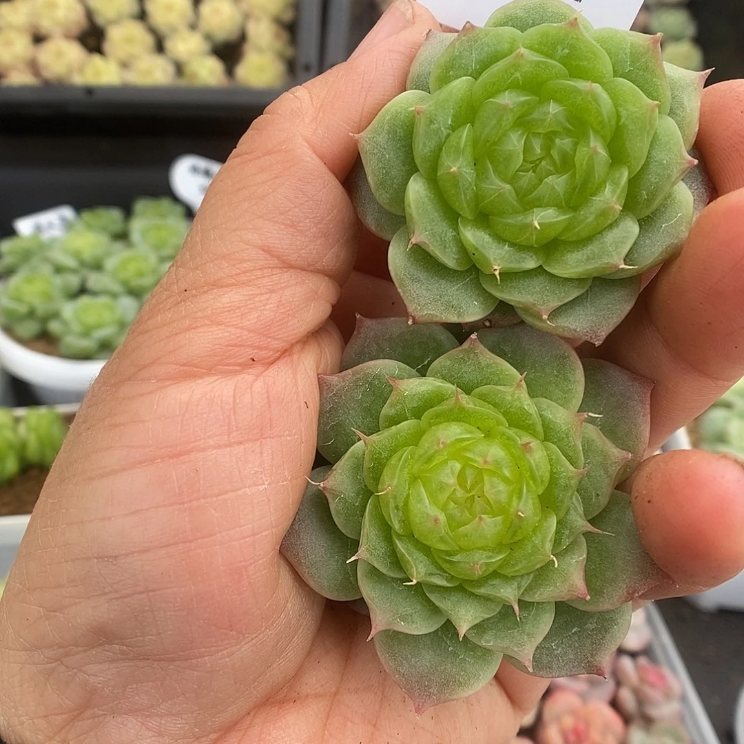 一物一拍一物一拍925-132
