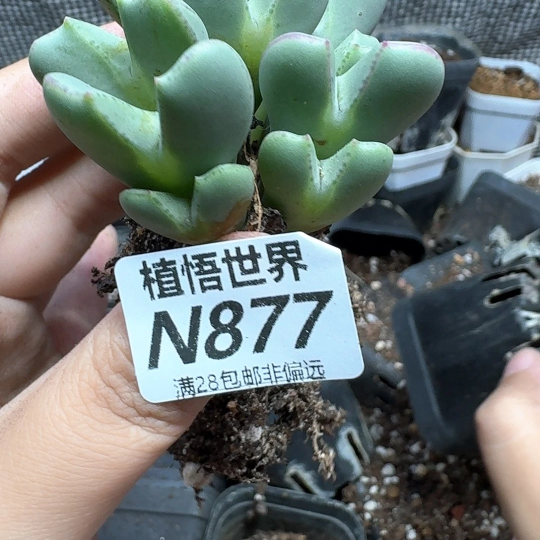 多肉植物的润泽法v