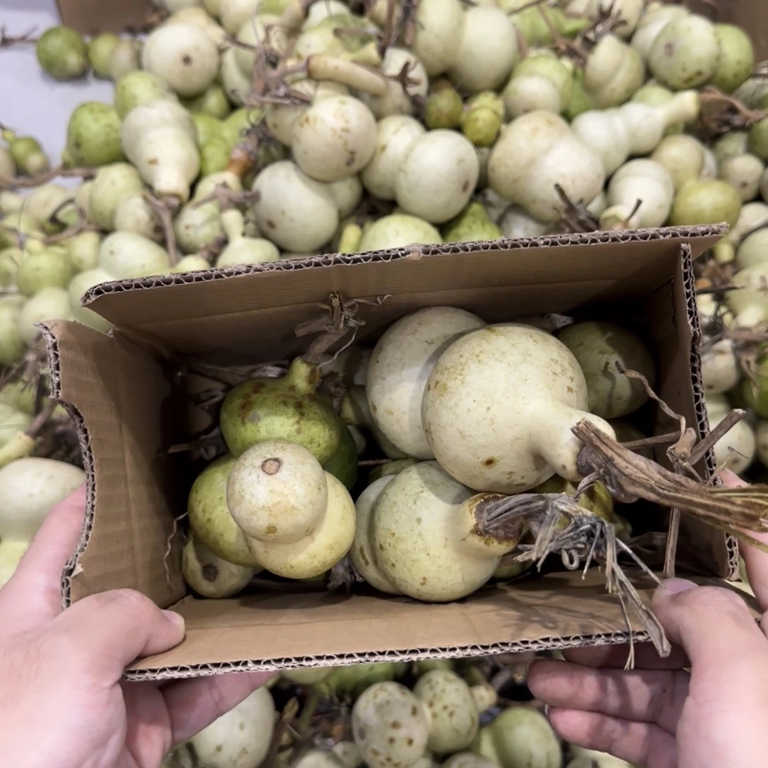 太***洋青皮不包成  不退不换