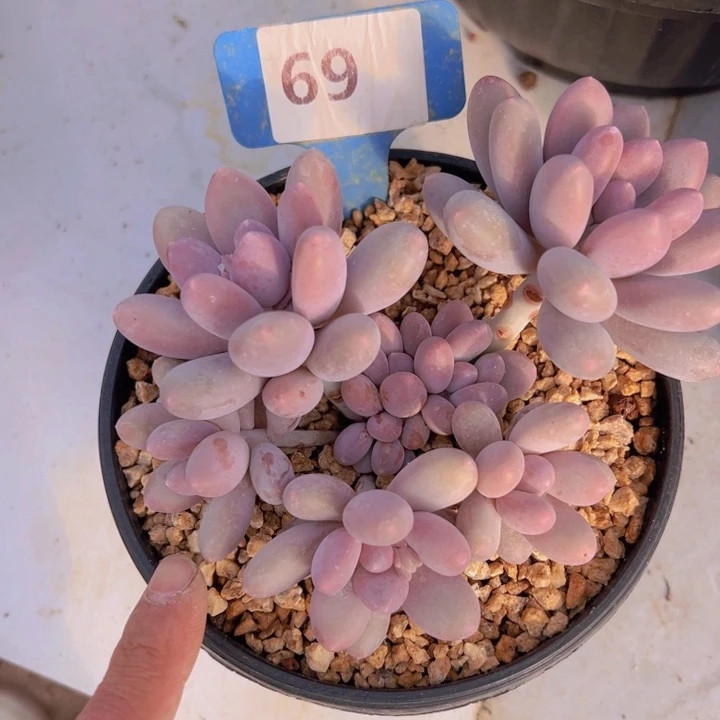 健健康康平平安安