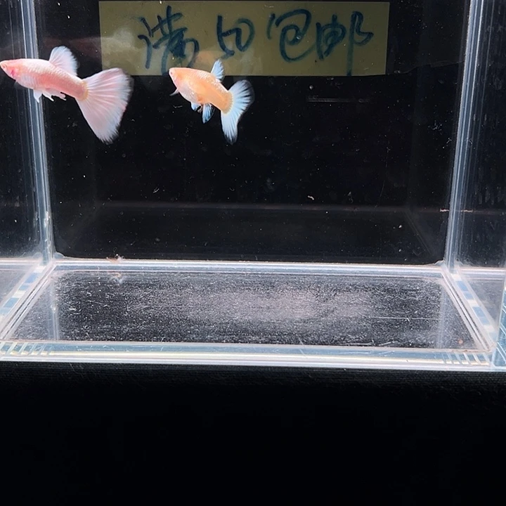 孔雀鱼白雪公主孔雀