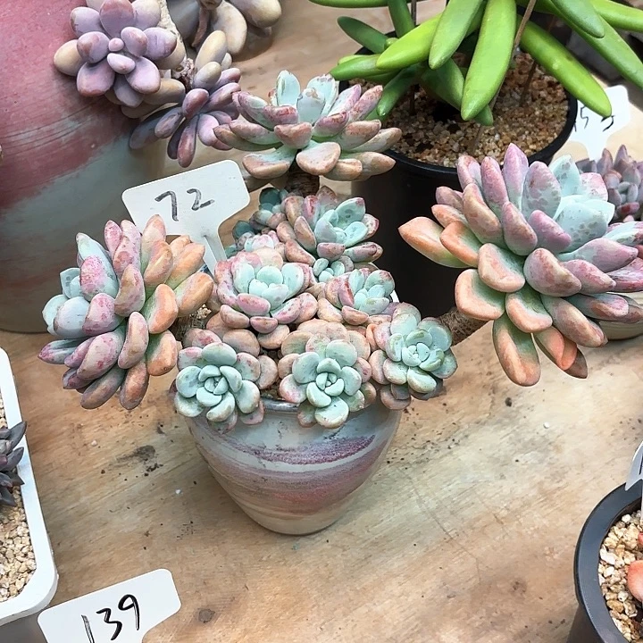 多肉植物，花班露72号