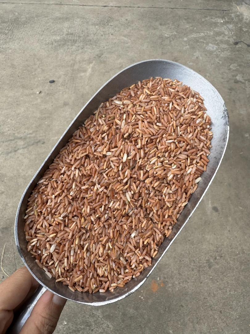 带胚芽不耐放海南澄迈农家红糙米龙吉村红米菜