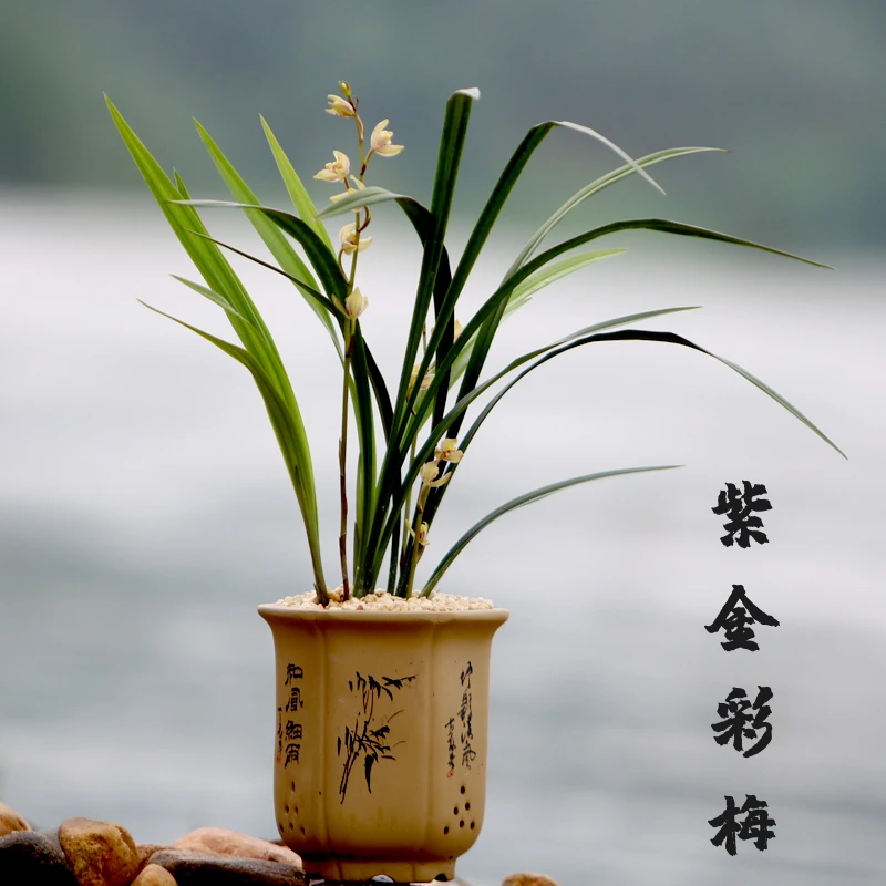 精选兰花苗四季兰建兰【紫金彩梅】带花苞室内阳台好养花卉绿植盆栽