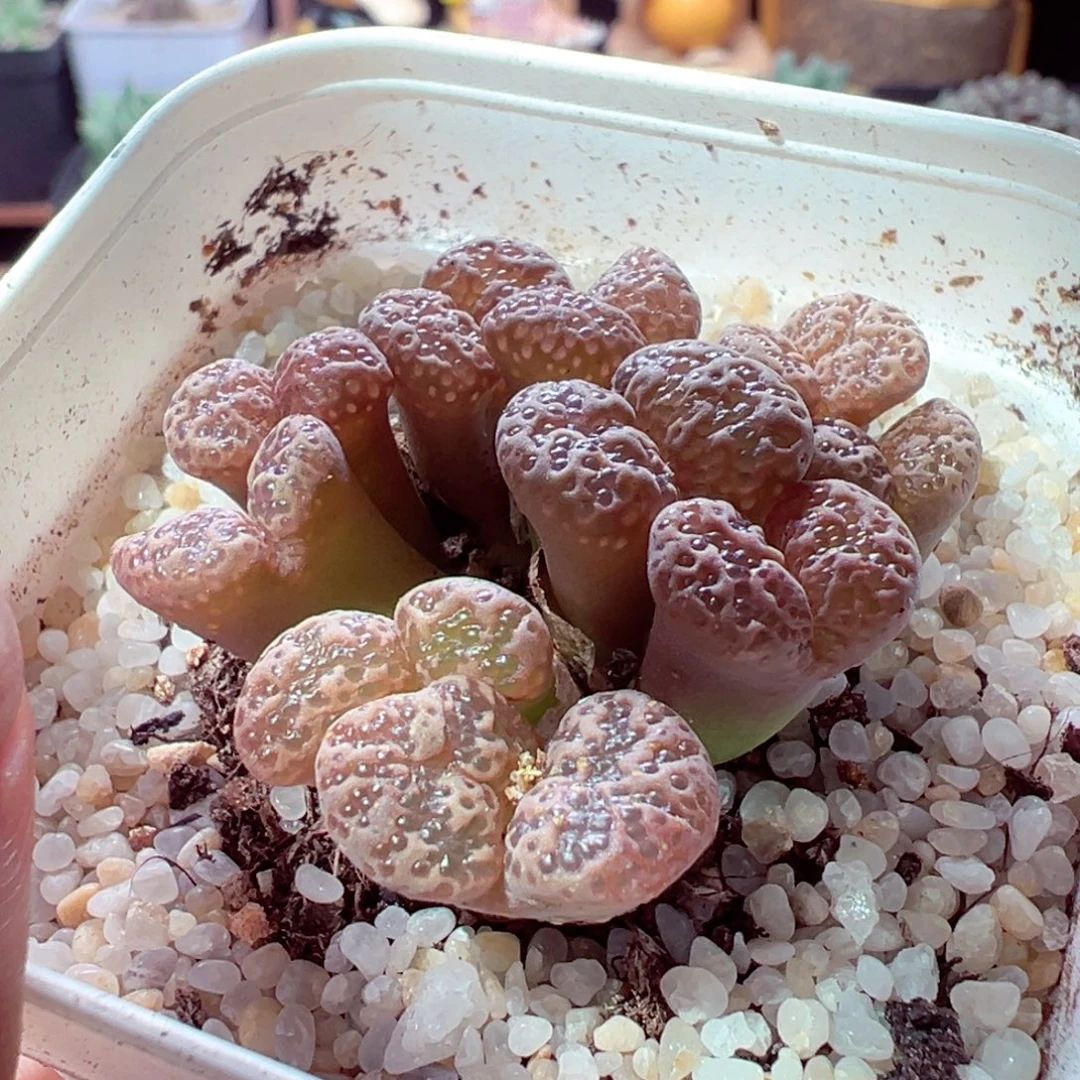 925-872多肉多肉泡泡勋章
