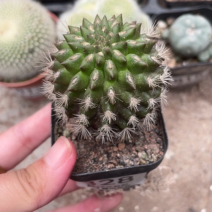 828混仑玉仙人球植物