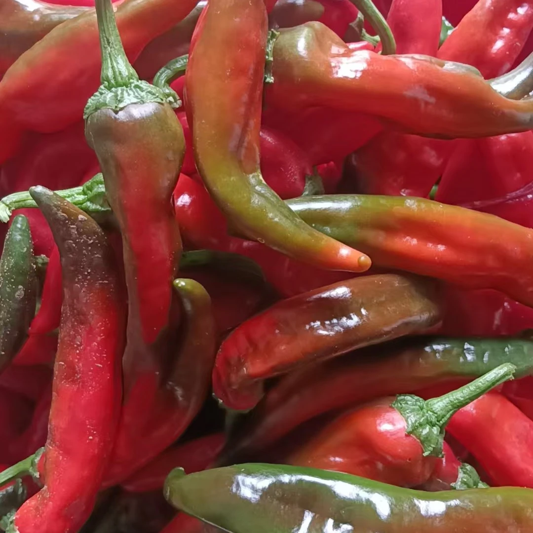 辣妹子辣椒农家自种新鲜特辣红辣椒薄皮可腌制咸菜炒菜做辣椒酱