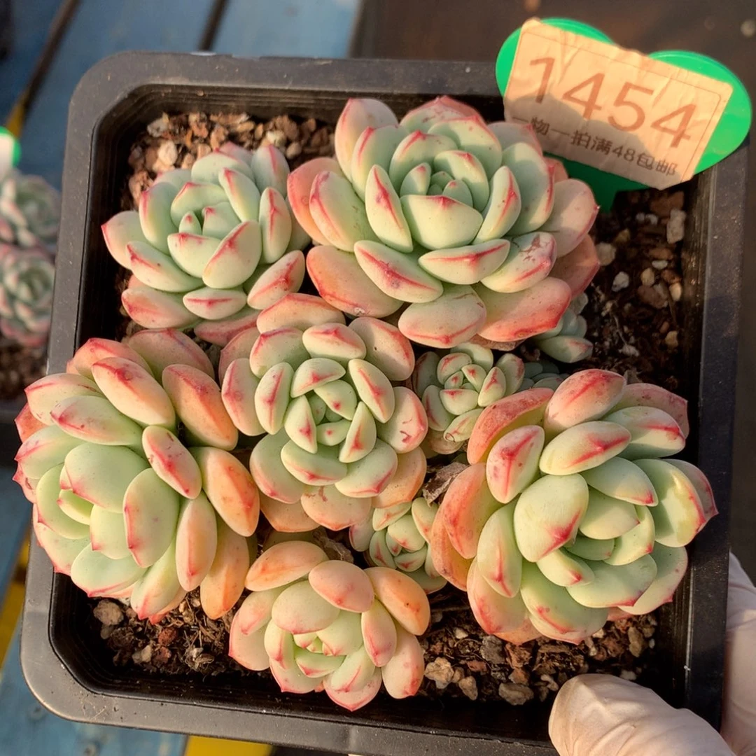 香草老桩无砍捧花1454