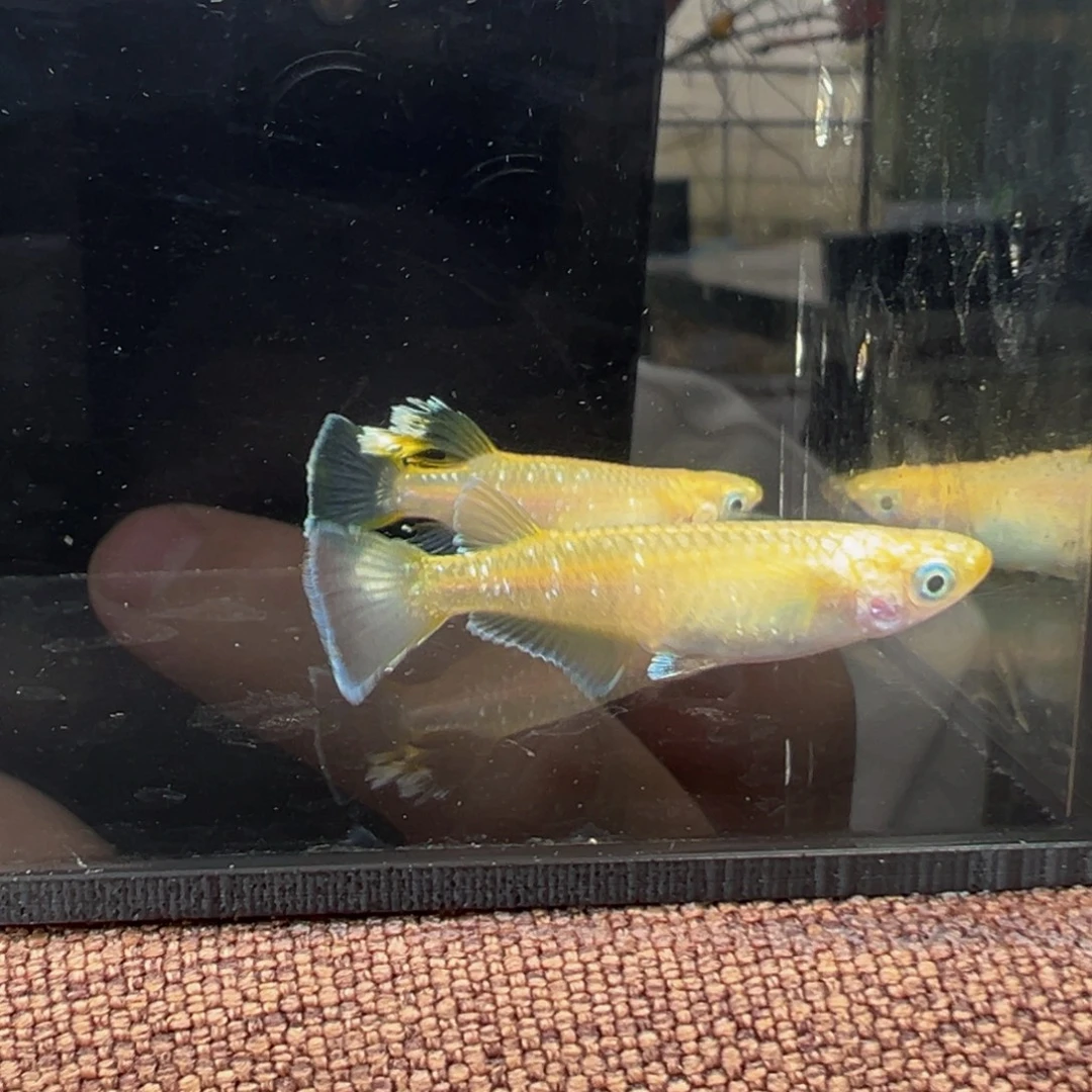 青鳉鱼606.酥油灯一对