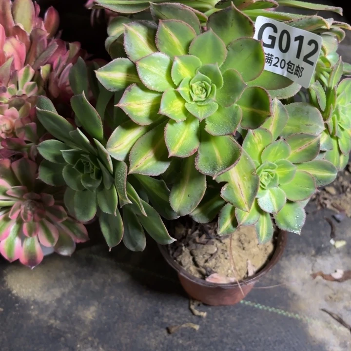 瑞妈一物一拍 012