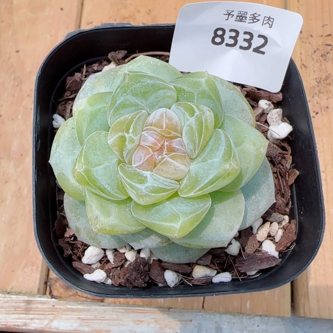 果汁，8332多肉植物