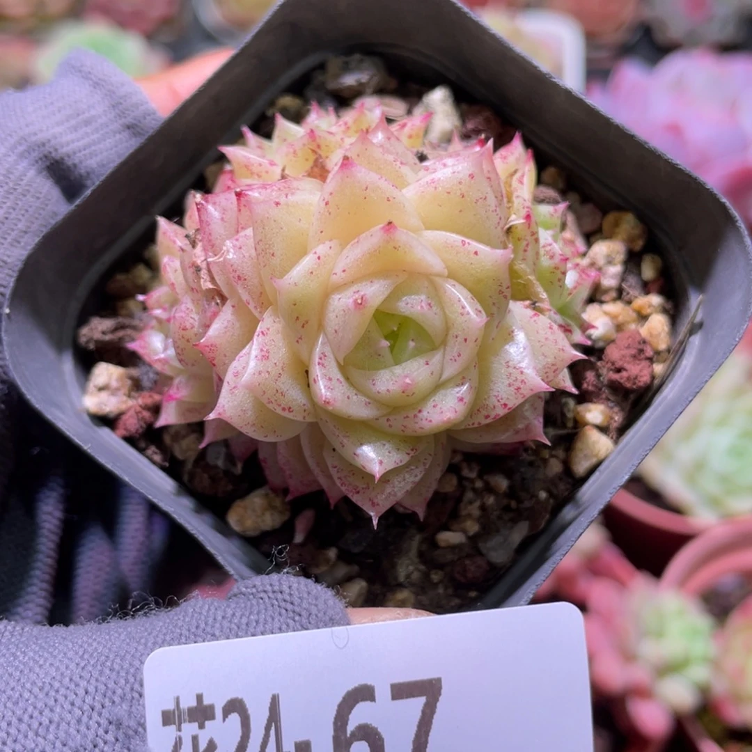 花利美24-67麦秆