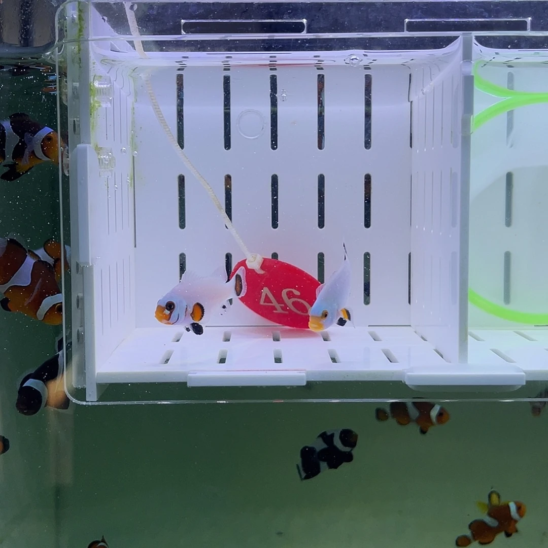 海水鱼熊猫白金小丑