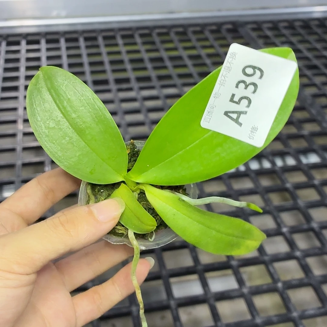 当前无花朵，栽培后可花朵A539