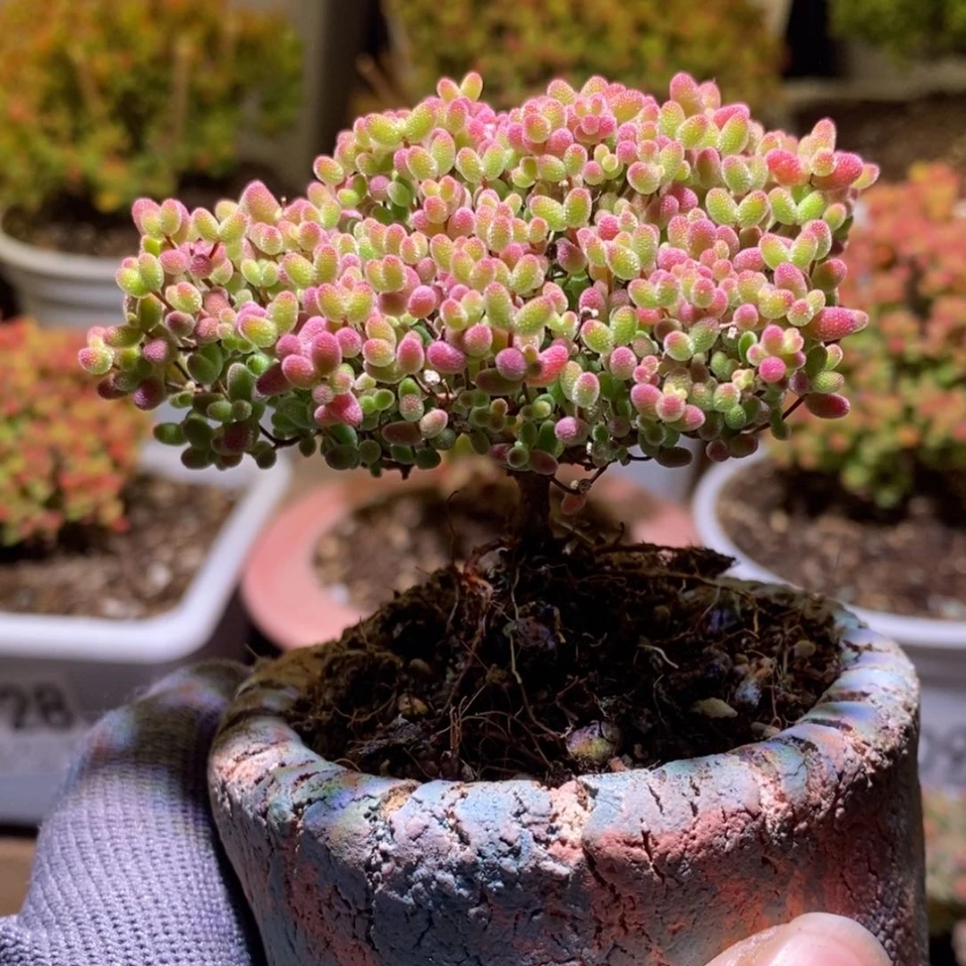 亿****休蜜桔糖球枝干番杏D929