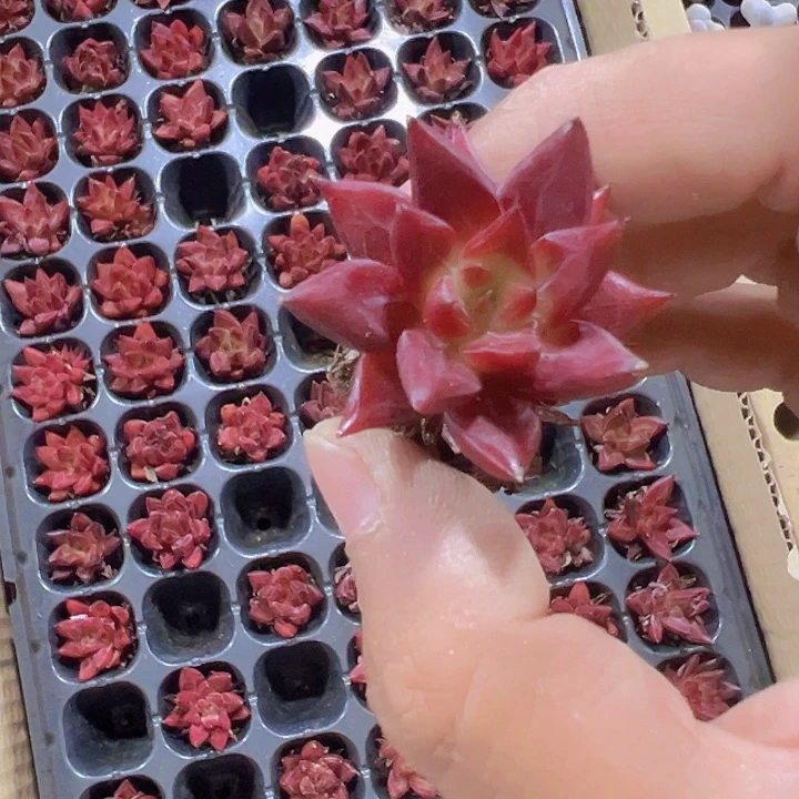 红颜密语精品多肉植物大战