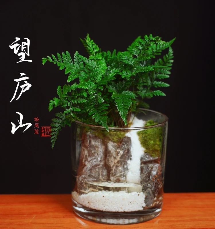【望庐山】 直筒创意绿植罗汉松苔藓微景观成品可养鱼12.5*12.5
