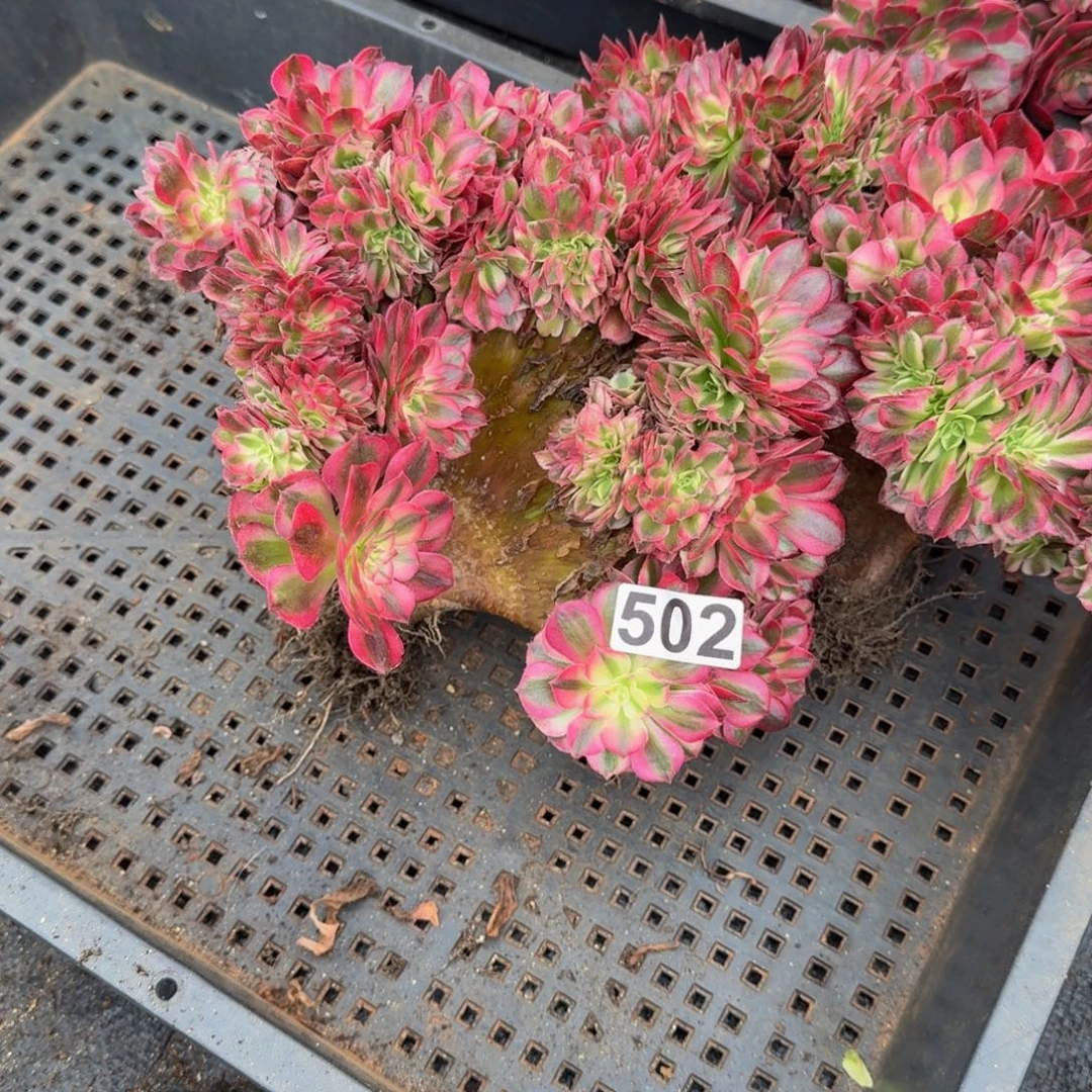 502多肉植物倾城缀