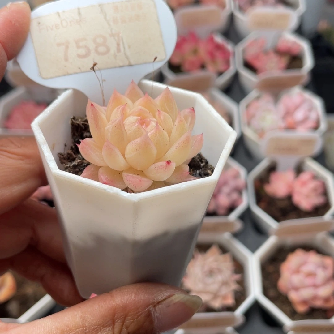 麦秆7587-3.5厘米