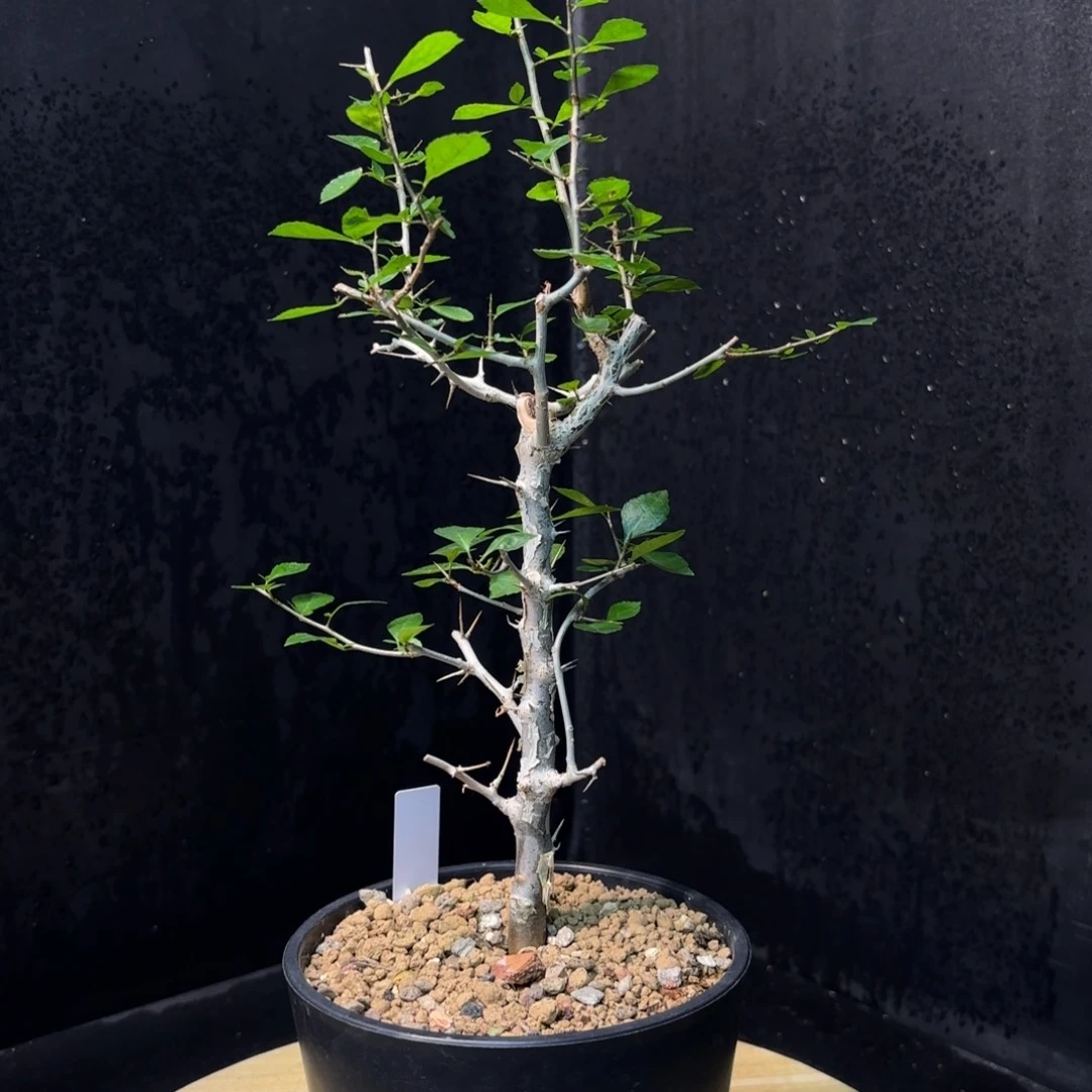 桃林没药开播福利