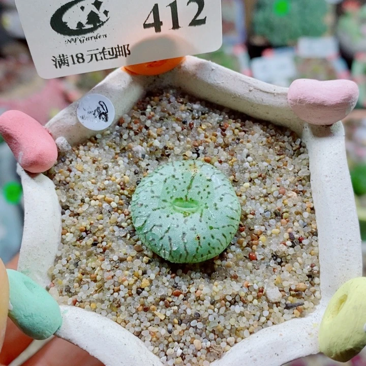 生石花花哈哈哈哈412