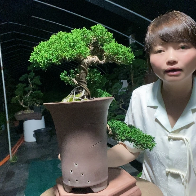 【闪购商品】无花朵盆景艺术