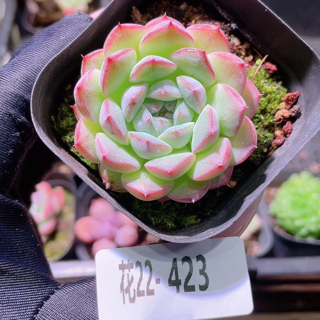 花利美22-423白桃汽水