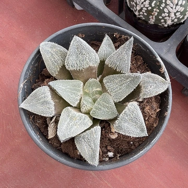 魔面寿单7仙人球