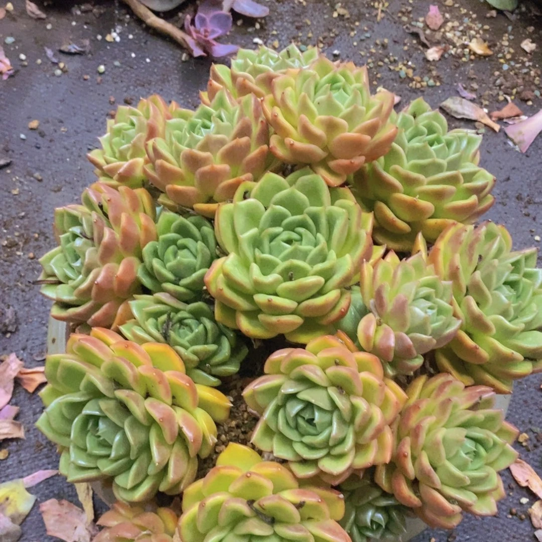 多肉植物多肉葡萄