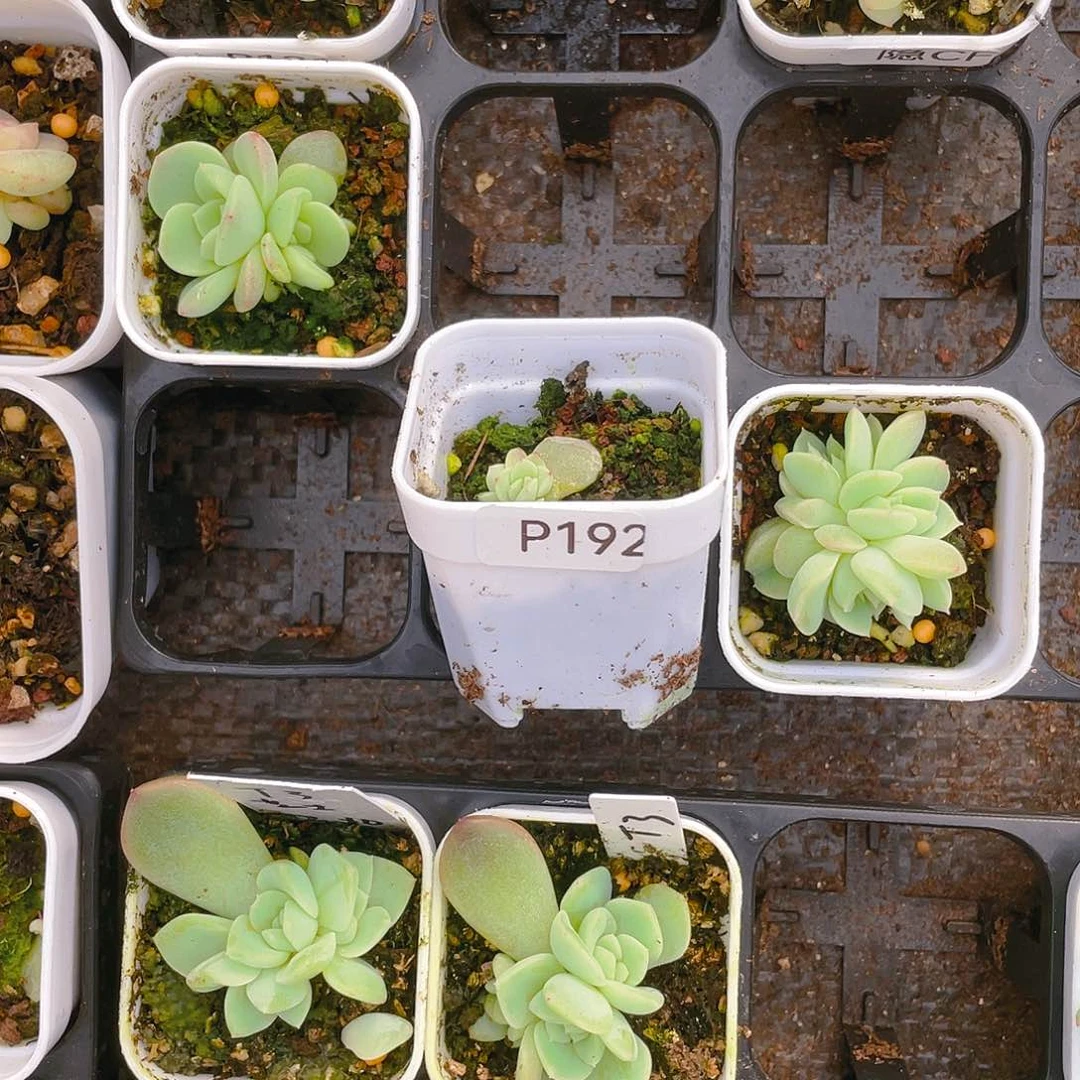 ?****?P192 三头中盆一个满25包邮