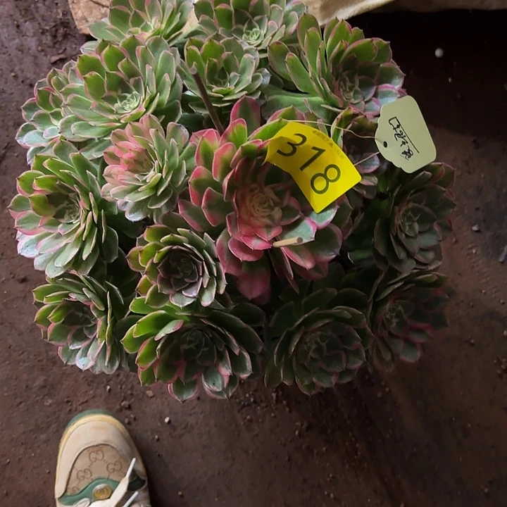 ****丁多肉植物福利318个