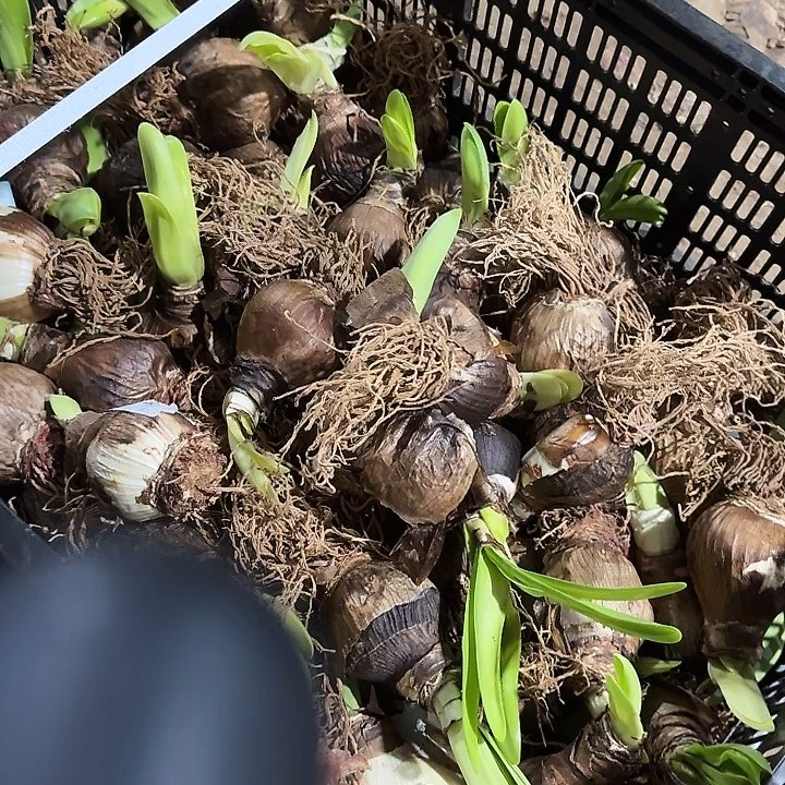 阿芙蕾进口球5公分