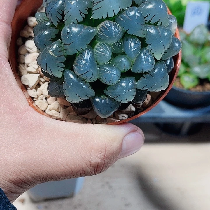 孔明灯雨露新手好养