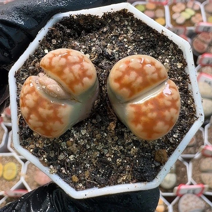 生石花2:：。在。 279号