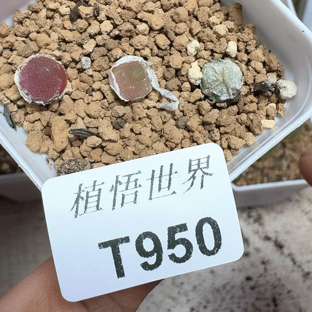 多肉植物的润泽额cv