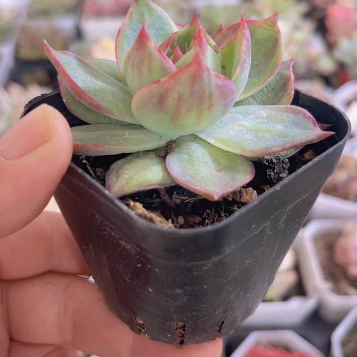 惊鸿拉丝锦多肉植物510