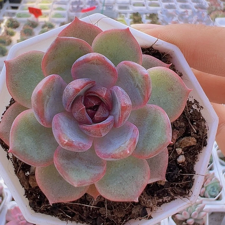 黑橙带盆19包邮多肉