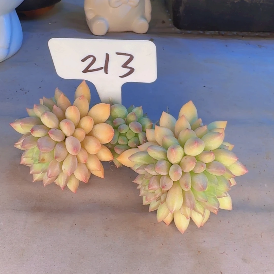 多肉植物的生长发育与