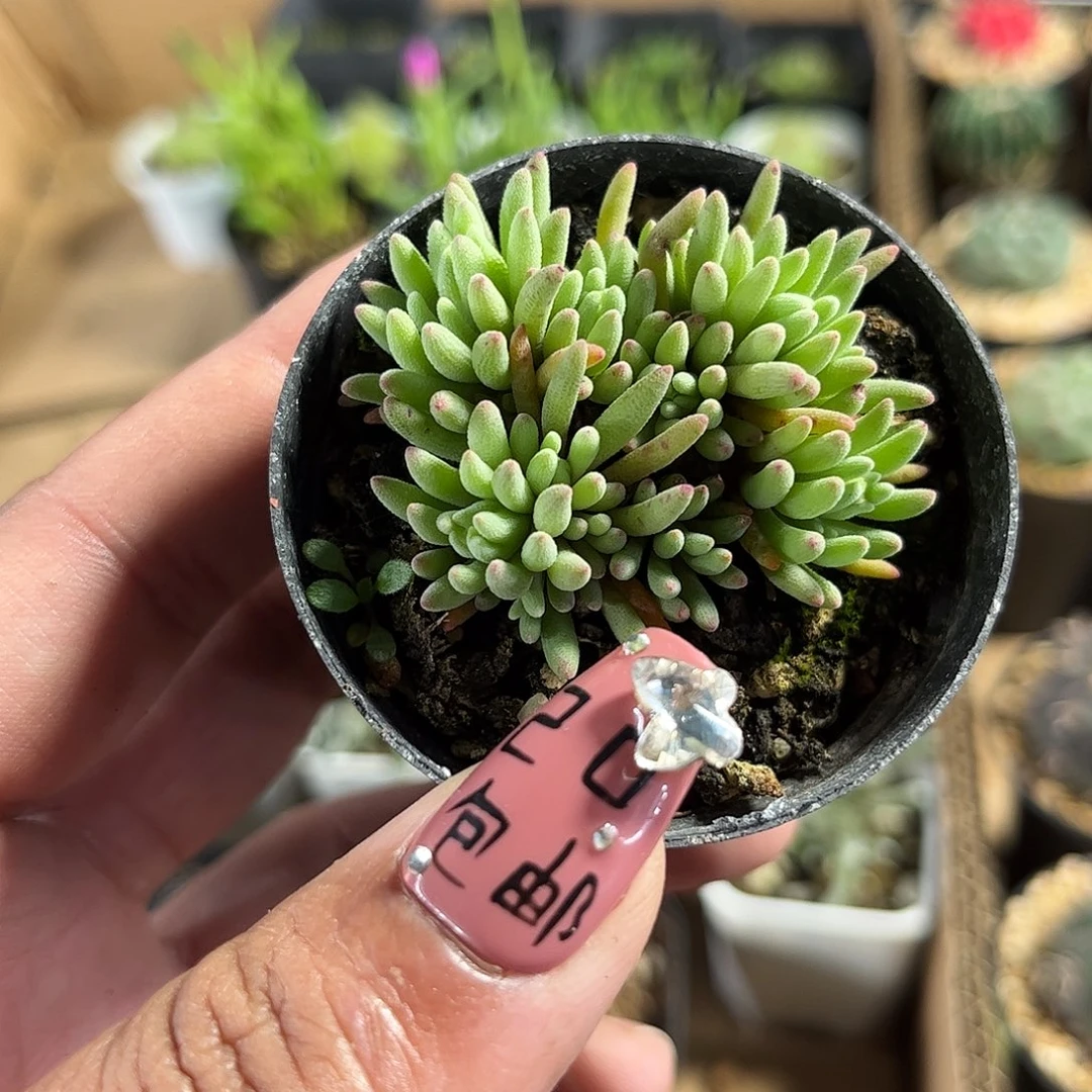 晶珊瑚群生单头发货单头