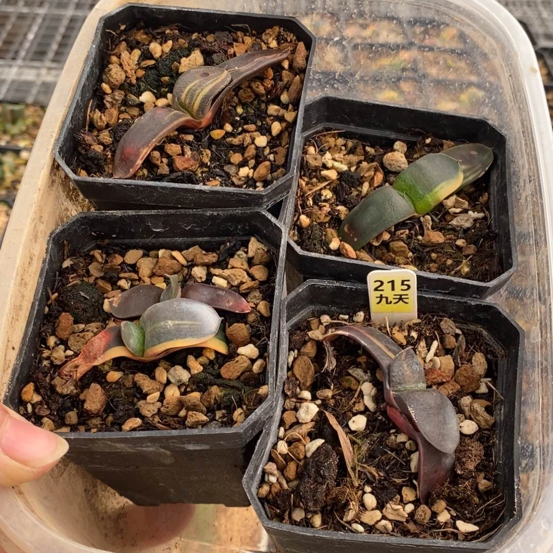 215号卧牛锦多肉植物