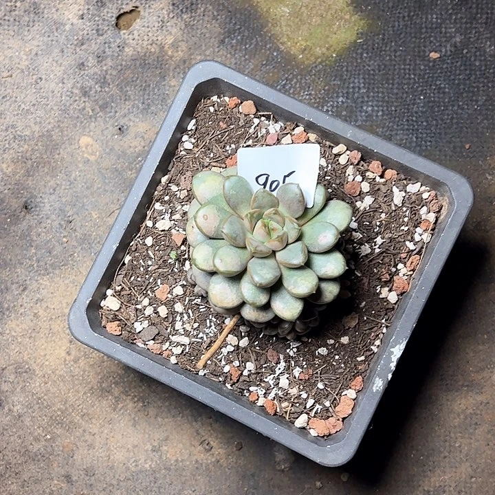 @***i905///////////////