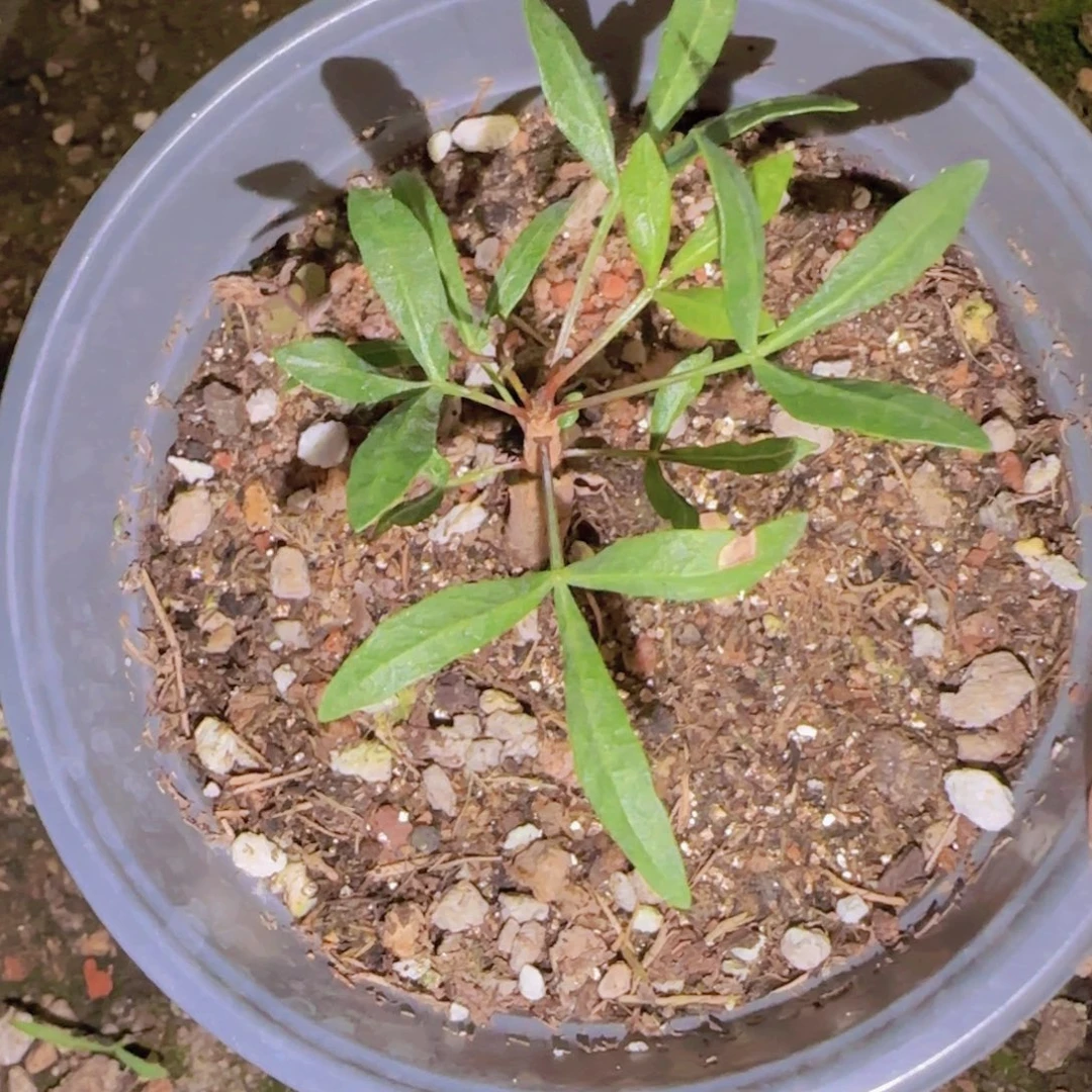 迷***笑块根植物块根植物