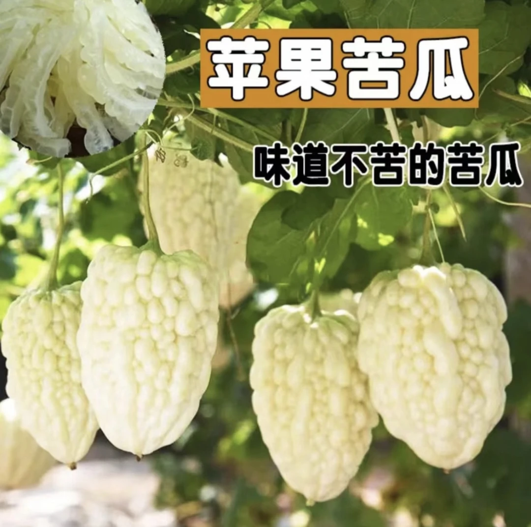 【苹果苦瓜种子】家庭阳台小院盆栽地栽四季种植