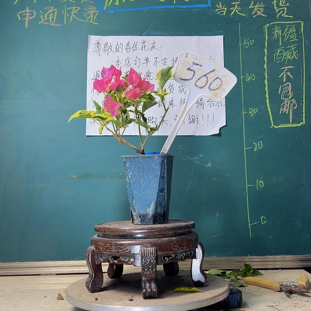 当前无花栽培后可以开花蜡染粉 方盆560