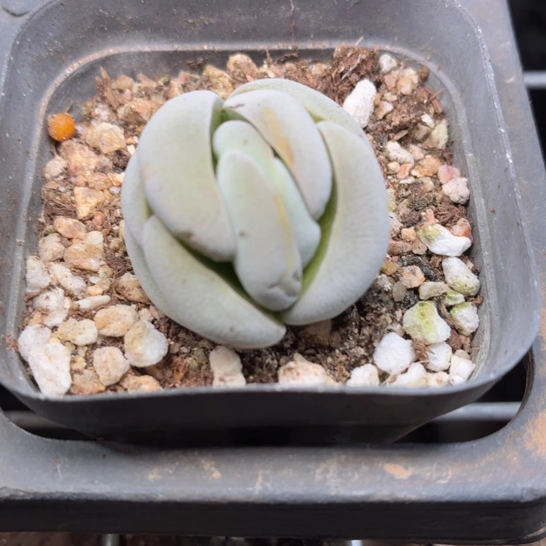 托尼9.9包邮发货